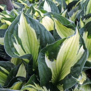 Хоста Хълк най-контрастно шарена и накъдрена - Hosta ‘Colored Hulk’ Хоста Хълк най-контрастно шарена и накъдрена - Hosta ‘Colored Hulk’