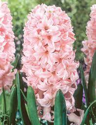 Зюмбюл Китайско розово с оронажев отенък - Hyacinth China Pink