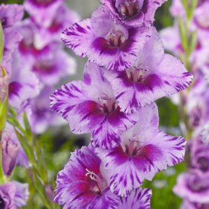 Гладиол екстарвагантен лилав на резки Пасос - Gladiolus Passos Гладиол екстарвагантен лилав на резки Пасос - Gladiolus Passos