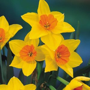 Нарцис най-ароматният четворен Мартинет - Narcissus Martinette