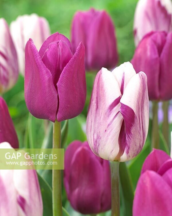 Лале бяло с лилави ивици Шарен флаг - Tulip flaming flag