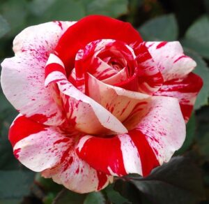 Роза храстовидна в саксия вкоренена червено с бяло и жълто - Red white rose