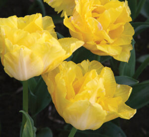 Лале ароматно кичесто Мари Джо издържа много дълго във ваза - Tulip marie jo