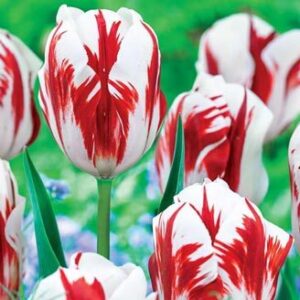 Лале Величествено съвършенство многогодишно - Tulip Grand perfection