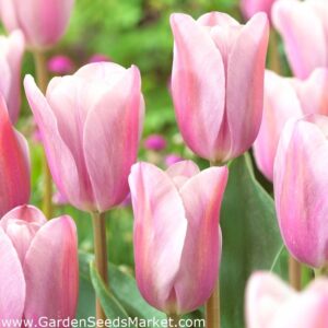 Лале Мистичната любовница в опушен розов цвят - Tulip Mistress Mystic