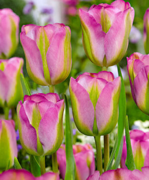 Лале двуцветно екзотично с късен цъфтеж - Tulip Groenland