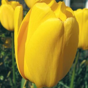 Лале класическо не изчезващо Мускадет - Tulip muscadet