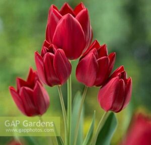 Лале Жоржет цъфти по 4-5 броя цвята от стъбло - Tulip Georgette