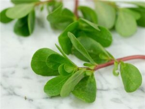 Пърслейн супер витаминозна и полезна за здравето салата - Purslane