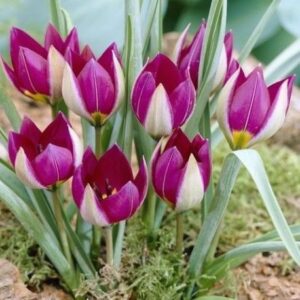 Лале ботаническо Персийска перла - Tulip persian pearl Лале ботаническо Персийска перла - Tulip persian pearl