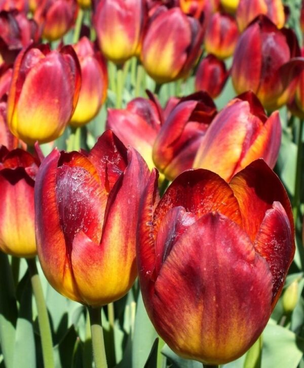 Лале Кехлибарен блясък в драматична комбинация от цветове - Tulip amberglow