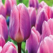 Неотразимо красиво лале с променящ се цвят светло сияние - Tulip light and dreamy