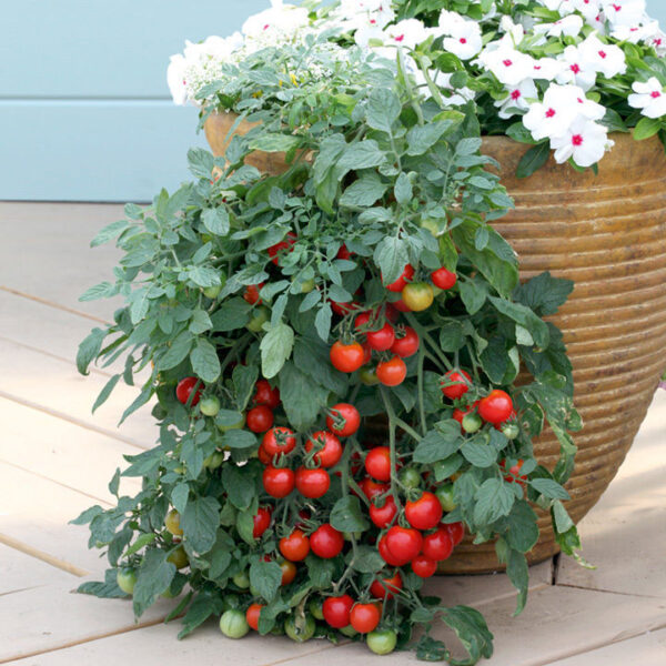 Домат висящ сорт подходящ и за саксии много сладък - Cherry tomato Tumbler