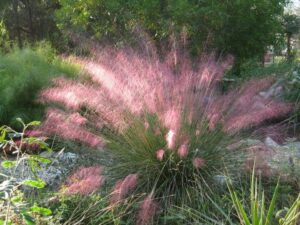 Многогодишна зимоустойчива трева розово фламинго - Muhlenbergia
