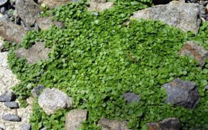 Корсиканска многогодишна ароматна мента почвопокривна семена - Ornamental mint