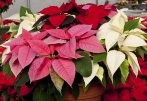Най-хубавият подарък Коледна звезда - Poinsettia best Christmas present