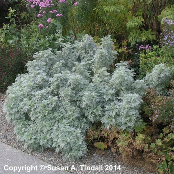 Пелин ароматно многогодишно билка и като декоративно - Artemisia absinthium Silverado