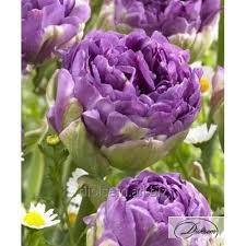 Най - новото кичесто лале на пазара - Tulip Violet pranaa