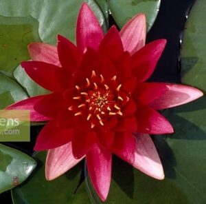 Червена водна лилия за балкон - Nymphaea Pygmaea Rubra