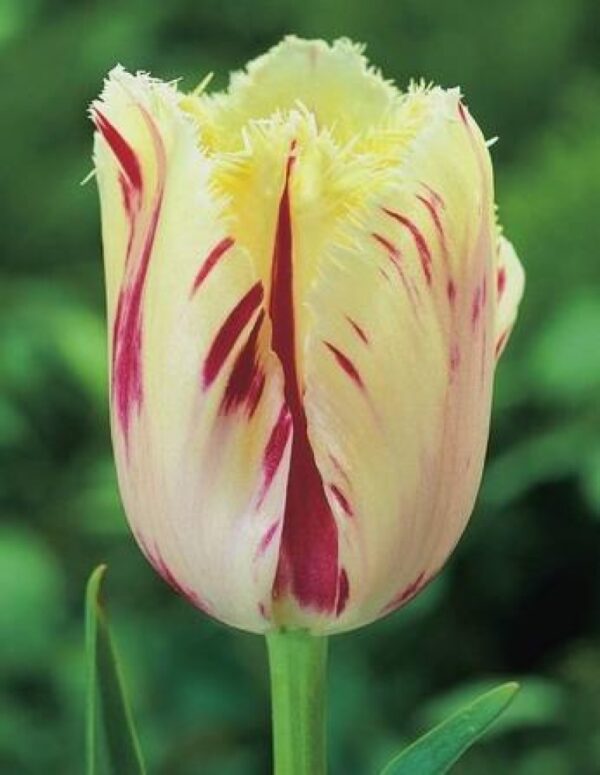 Лале с продължителен цъфтеж ресничесто двуцветно - Tulip Caroussel fringed