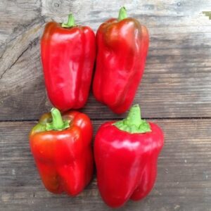 Пипер червен за пълнене сорт за 80-85 дни - Pepper quadrato d asti red