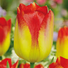 Лале Слънчево привличане - Tulip Suncatcher