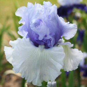 Ароматен ирис Ледена Глазура - Iris Germanica Blue icing