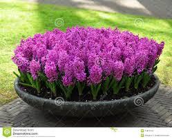 Зюмбюл пурпурна сензация размер 16/17 ще цъфти с два цвята - Hyacinthus purple sensation