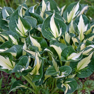 Хоста Вихрушка тъмно зелена с бял център - Hosta whirlwind Хоста Вихрушка тъмно зелена с бял център - Hosta whirlwind