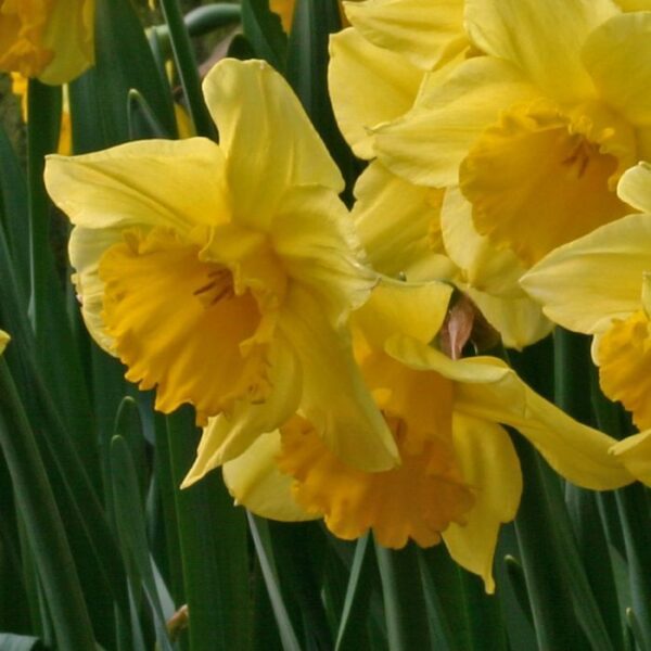 Нарцис с аромат на ванилия най - едроцветният и не изчезващ - Narcissus Carlton