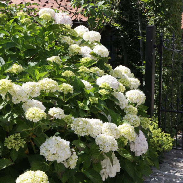 Хортензия най-елегантна с огромен бял цвят - Hortensia white
