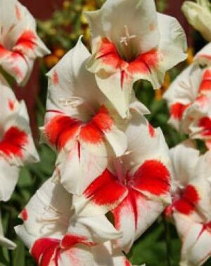 Гладиол шокиращо шармантен - Gladiolus Shocking