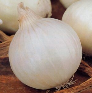 Семена за бял воден лук подходящ и за пера сорт Агостана - Onion Agostana