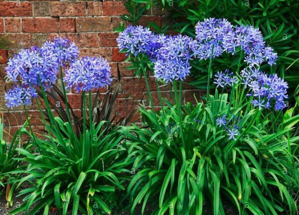 Агапантус аристократичната синя лилия устойчива на суша и жега - Agapanthus headbourne hybrid