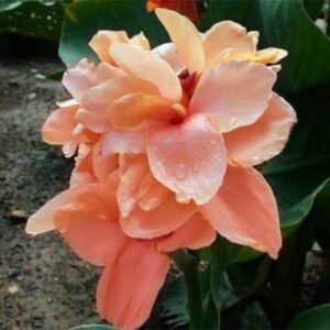 Кана екзотична с прасковен супер едър цвят - Canna Peach Blush