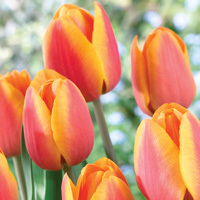 Лале оранжево червено с жълти ивици - Tulip Asahi