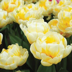Лале кичесто бяло с жълто ароматно Горящата Евита - Tulip Flaming Evita