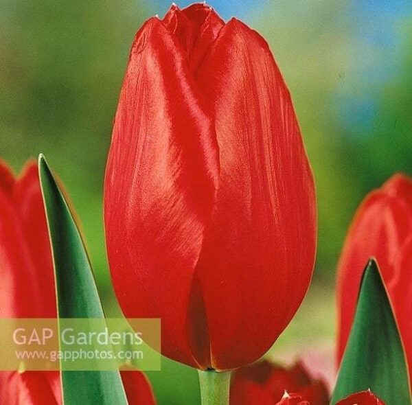 Едроцветно високо лале Кралска кръв късно цъфтящо -Tulip Kingsblood
