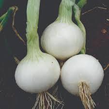 Лук за глави и за зелени пера бял съхранение 5-6 месеца не е лютив - Onion late Argenta