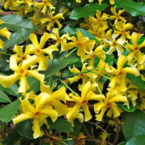 Жасмин жълт студоустойчив много ароматен почвопокривен и увивен- Trachelospermum star of tuscany yellow (Yellow star Jasmine)