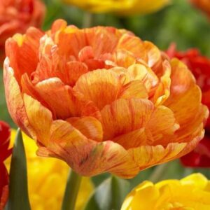 Лале ексклузивно и наградено слънчев залез - Tulip Sundowner