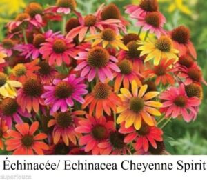 Ехинацея смес издържа на суша наградена със златен медал за 2014 год - Echinacea mix
