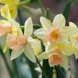 Нарцис чаровен и троен срамежливата лейди - Narcissus blushing lady