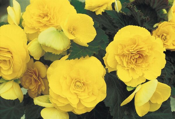 Бегония нон стоп цъфтяща жълта - Begonia non stop yellow