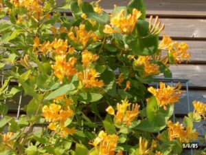 Лоницера оранжево жълта и много ароматна - Lonicera tellmaniana