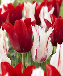 Лале не изчезващо лилиевидно едроцветно - Tulip red shine