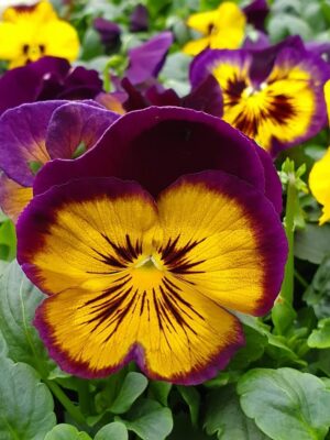Виола ексцентрично красива в съчетание на лилаво и жълто - Viola Midnight Sun