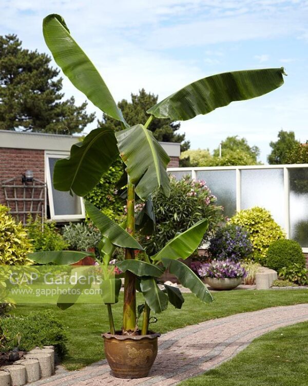 Най-зимоустойчивото нискостеблено бананово дърво - Winterhardy garden banana (Musa Basjoo)