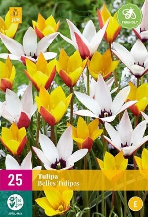 Лале Мини красиви дами смес - Tulips Belles tulipes