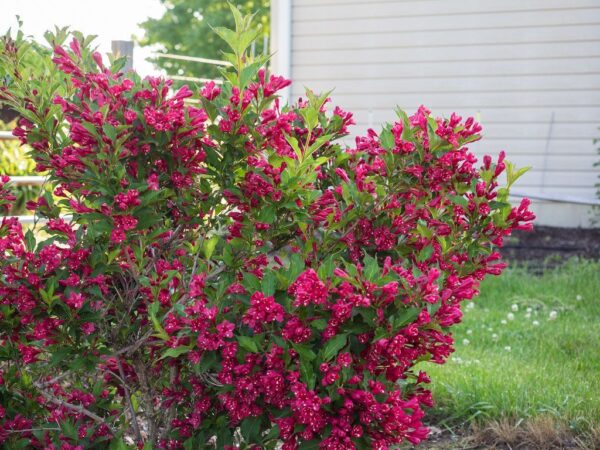 Вейгела Зимоустойчив храст цъфти цяло лято с червени цветове - Weigela bristol ruby